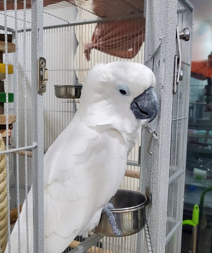 Goffin Cockatoo For Sale