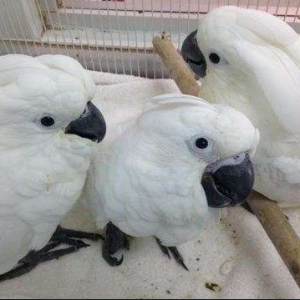 Cockatoos For sale